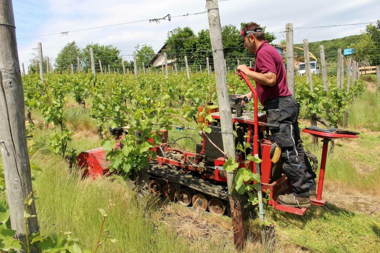 Försters Weinterrassen Lägenhet Bad Neuenahr-Ahrweiler Exteriör bild